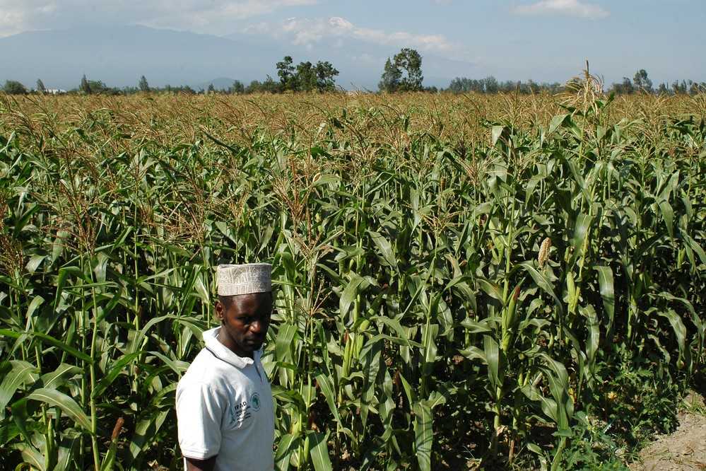 Tanzania and IFAD partner to boost productivity, improve food security and build resilience of small-scale farmers in the face of the climate change
